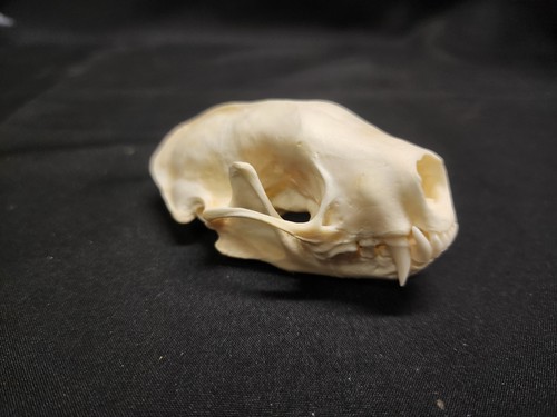 Real striped skunk skull - 3.1,