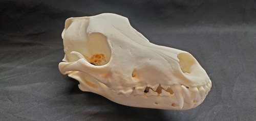 Real coyote skull - 8.2", damaged