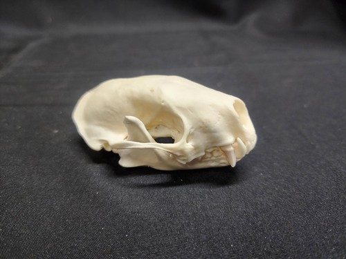 Real striped skunk - 3",